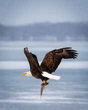 Load image into Gallery viewer, 'Eagle Day'