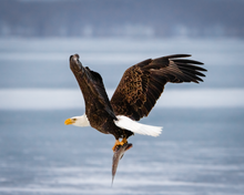 Load image into Gallery viewer, 'Eagle Day'
