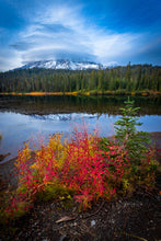 Load image into Gallery viewer, 'Rain-ing Champ'