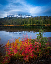 Load image into Gallery viewer, 'Rain-ing Champ'