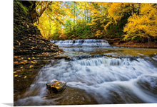 Load image into Gallery viewer, 'Gold Rush'