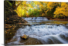 Load image into Gallery viewer, 'Gold Rush'
