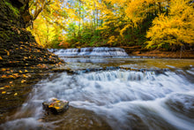 Load image into Gallery viewer, 'Gold Rush'