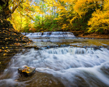 Load image into Gallery viewer, 'Gold Rush'