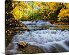 Load image into Gallery viewer, 'Gold Rush'