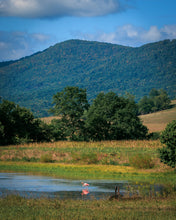 Load image into Gallery viewer, 'Pretty in Pink'