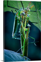 Load image into Gallery viewer, 'Off with Their Heads!'