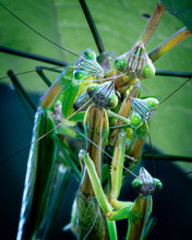 Load image into Gallery viewer, 'Off with Their Heads!'