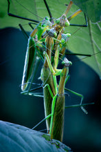 Load image into Gallery viewer, 'Off with Their Heads!'