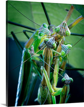 Load image into Gallery viewer, 'Off with Their Heads!'