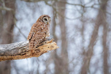 Load image into Gallery viewer, 'Woodland Guardian'