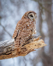 Load image into Gallery viewer, 'Woodland Guardian'
