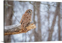 Load image into Gallery viewer, 'Woodland Guardian'