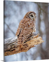 Load image into Gallery viewer, 'Woodland Guardian'