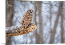 Load image into Gallery viewer, 'Woodland Guardian'