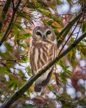 Load image into Gallery viewer, 'Rainy Day Surprise'