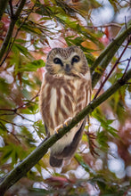 Load image into Gallery viewer, 'Rainy Day Surprise'