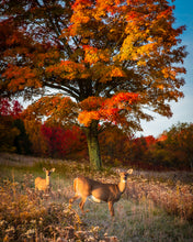 Load image into Gallery viewer, 'Fall Portrait'