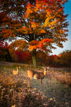 Load image into Gallery viewer, 'Fall Portrait'
