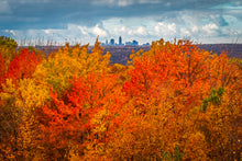 Load image into Gallery viewer, 'CLEAFland'