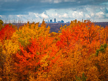 Load image into Gallery viewer, 'CLEAFland'