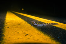 Load image into Gallery viewer, 'Salamander Crossing'