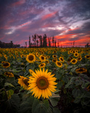 Load image into Gallery viewer, 'Prayers From Maria'