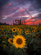 Load image into Gallery viewer, 'Prayers From Maria'