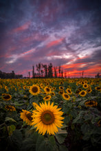 Load image into Gallery viewer, 'Prayers From Maria'