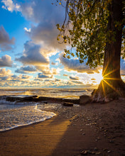 Load image into Gallery viewer, 'Farewell to The Tree'