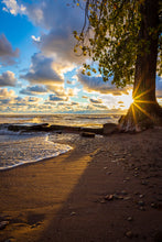 Load image into Gallery viewer, 'Farewell to The Tree'