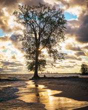 Load image into Gallery viewer, 'Farewell to The Tree, Part Three'