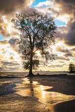Load image into Gallery viewer, 'Farewell to The Tree, Part Three'