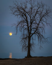Load image into Gallery viewer, 'Farewell to The Tree, Part Two'