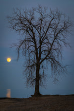 Load image into Gallery viewer, 'Farewell to The Tree, Part Two'