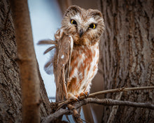 Load image into Gallery viewer, 'Killing Them Softly'