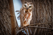 Load image into Gallery viewer, 'Killing Them Softly'