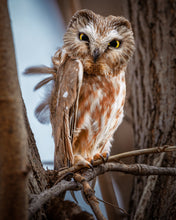 Load image into Gallery viewer, 'Killing Them Softly'