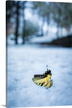 Load image into Gallery viewer, 'Frailty'