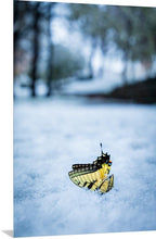 Load image into Gallery viewer, 'Frailty'