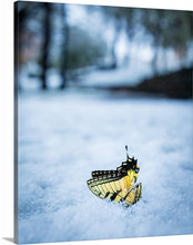 Load image into Gallery viewer, 'Frailty'