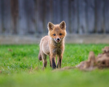 Load image into Gallery viewer, 'New Beginnings'