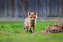 Load image into Gallery viewer, 'New Beginnings'