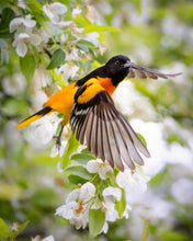 Load image into Gallery viewer, &#39;Baltimore Oriole on Crabapple&#39;