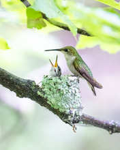 Load image into Gallery viewer, 'My Life is Complete'