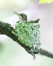 Load image into Gallery viewer, 'My Life is Complete.  Part Two'