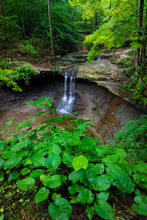 Load image into Gallery viewer, 'Cloud Forest'