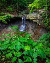 Load image into Gallery viewer, 'Cloud Forest'
