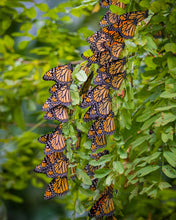 Load image into Gallery viewer, 'Monarch Migration, Pt. 2'