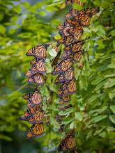 Load image into Gallery viewer, 'Monarch Migration, Pt. 2'